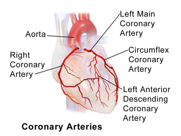 koronāro artēriju