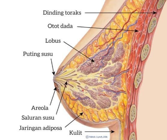 krūšu anatomija