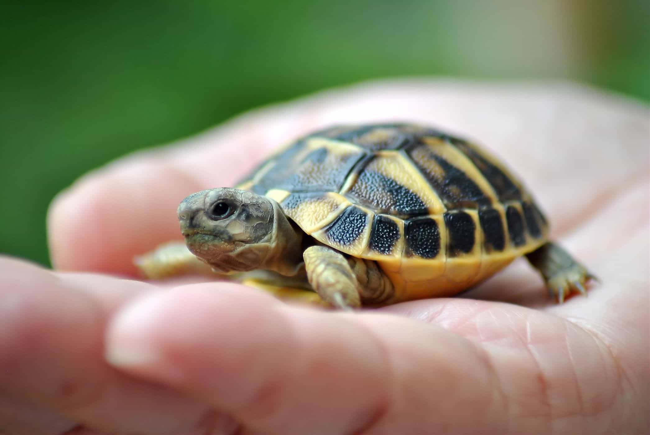 bruņurupuču saglabāšana palielina salmonellas infekcijas risku