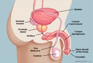 Dzimumlocekļa anatomija izskatās sāniski (avots: WebMD)