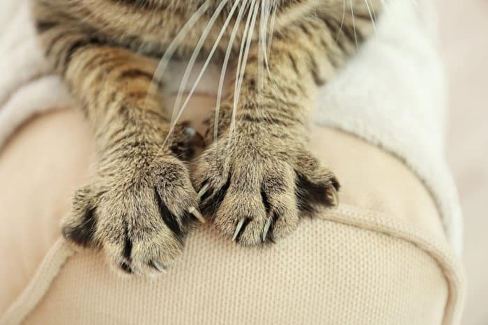 bartonelozes kaķu skrāpējuma slimība