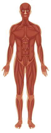 muskuļu sistēma