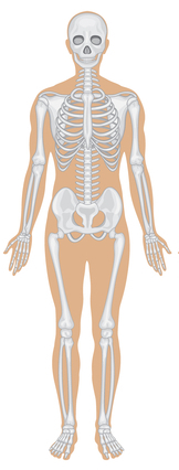 skeleta sistēma