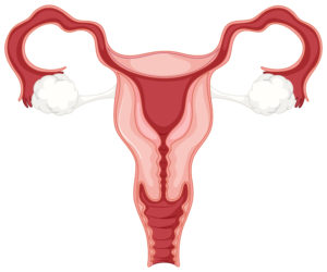 sieviešu reproduktīvā sistēma