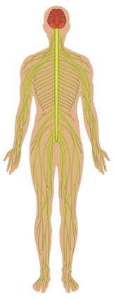 nervu sistēma