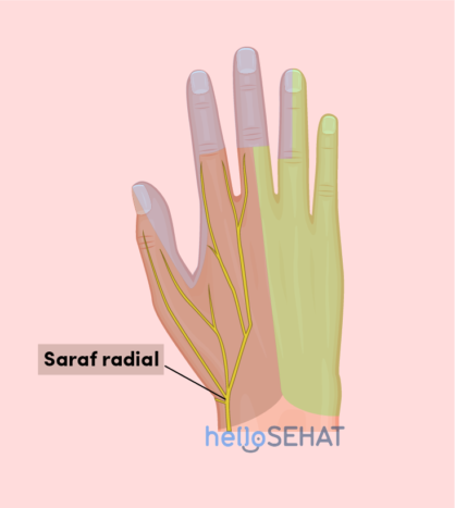 roku attēls - radiālais nervs